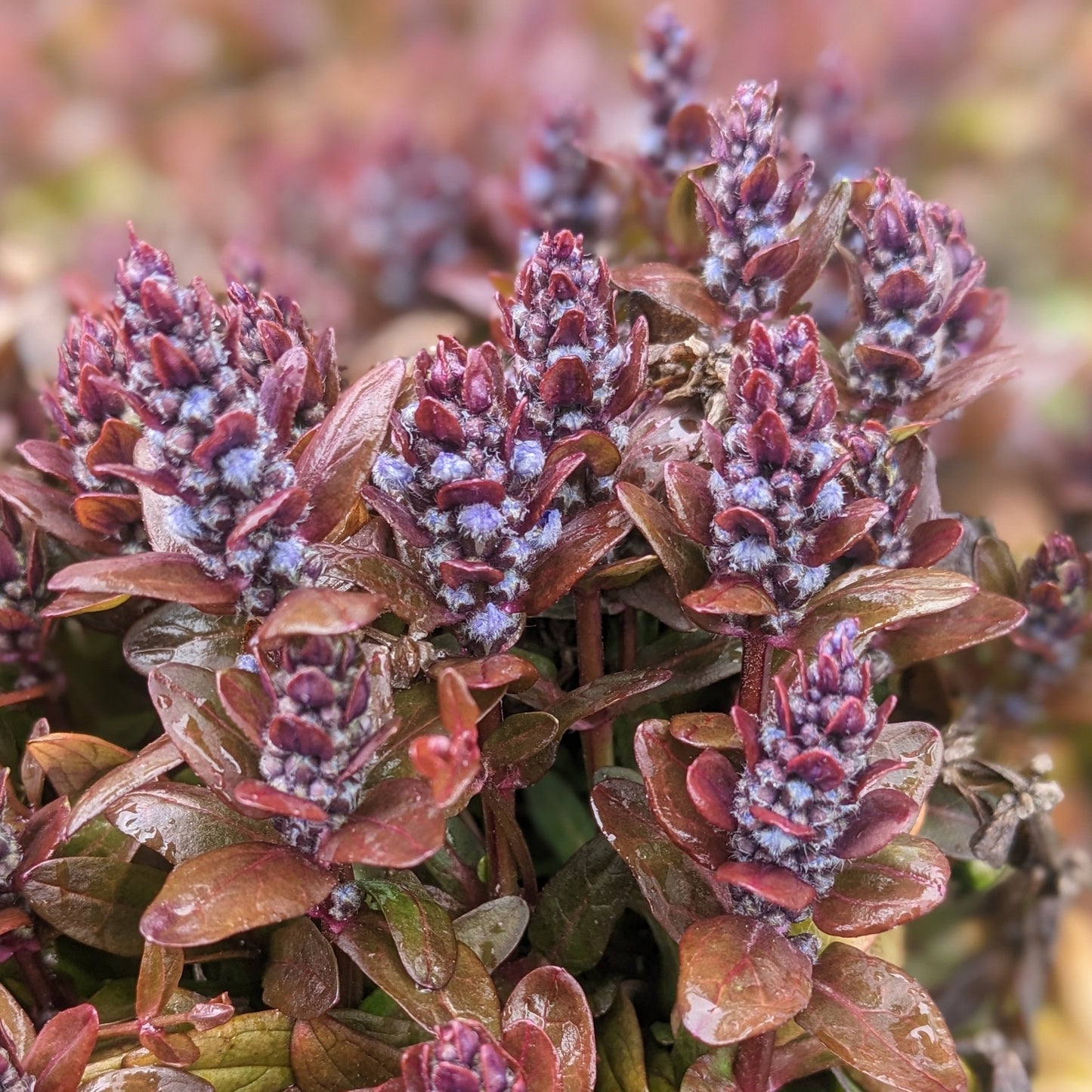 Chocolate Chip Ajuga