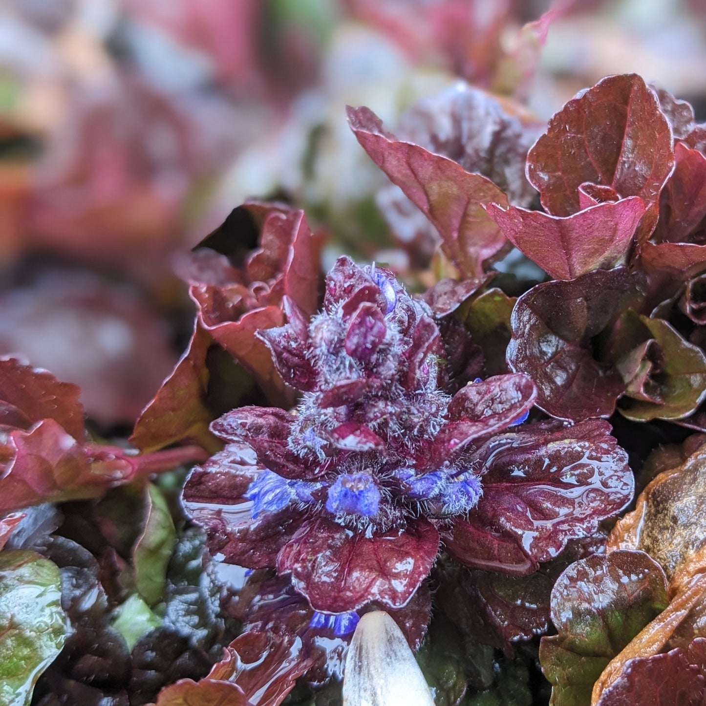 Black Scallop Ajuga