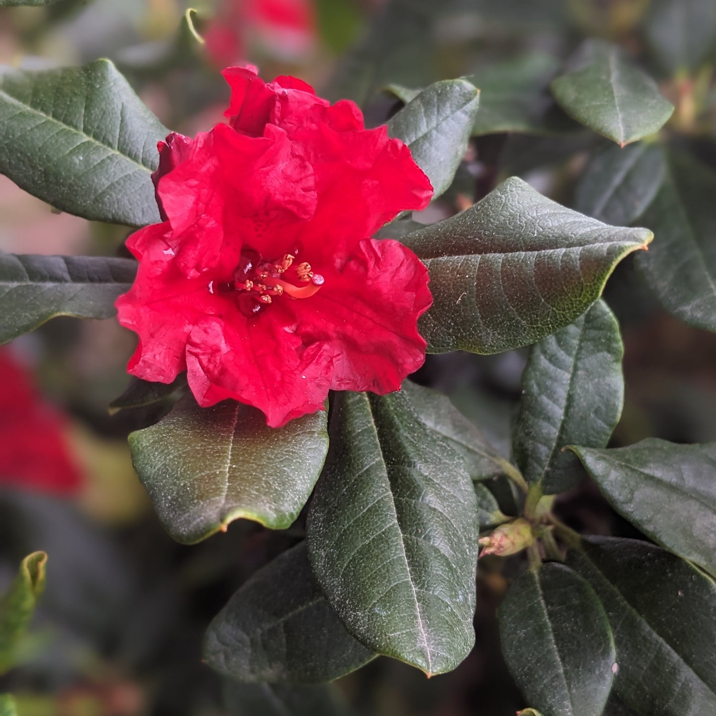 Baden Baden Rhododendron