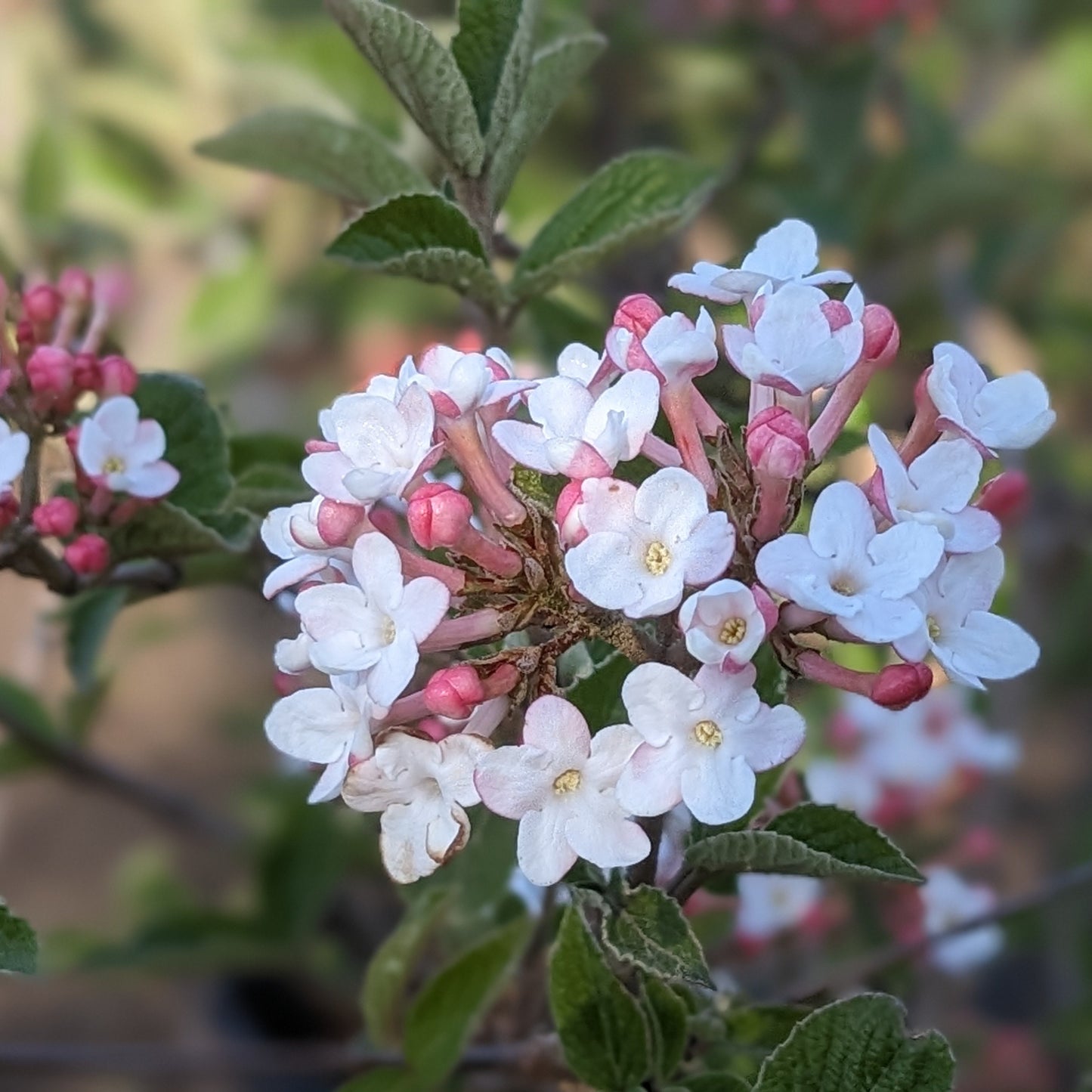 Judd Viburnum
