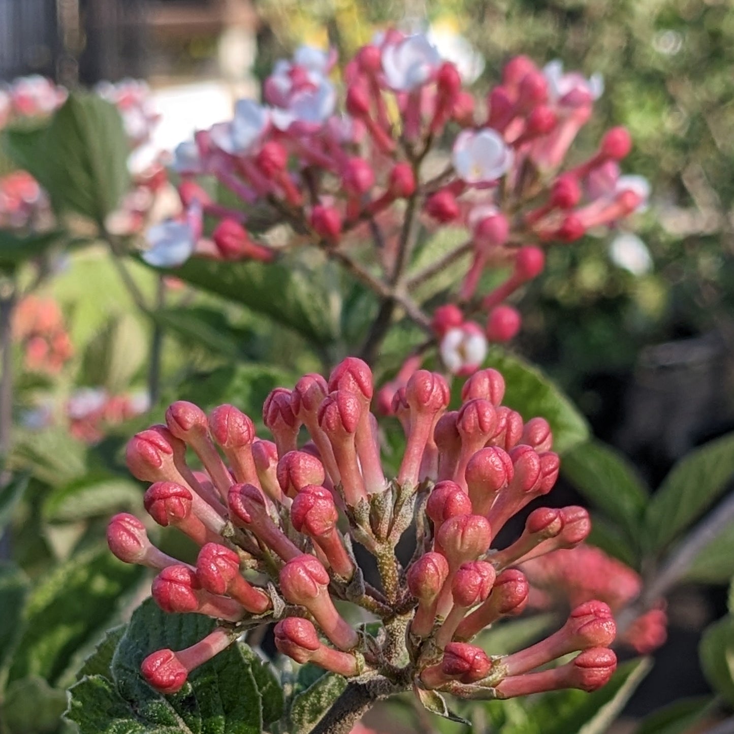 Judd Viburnum