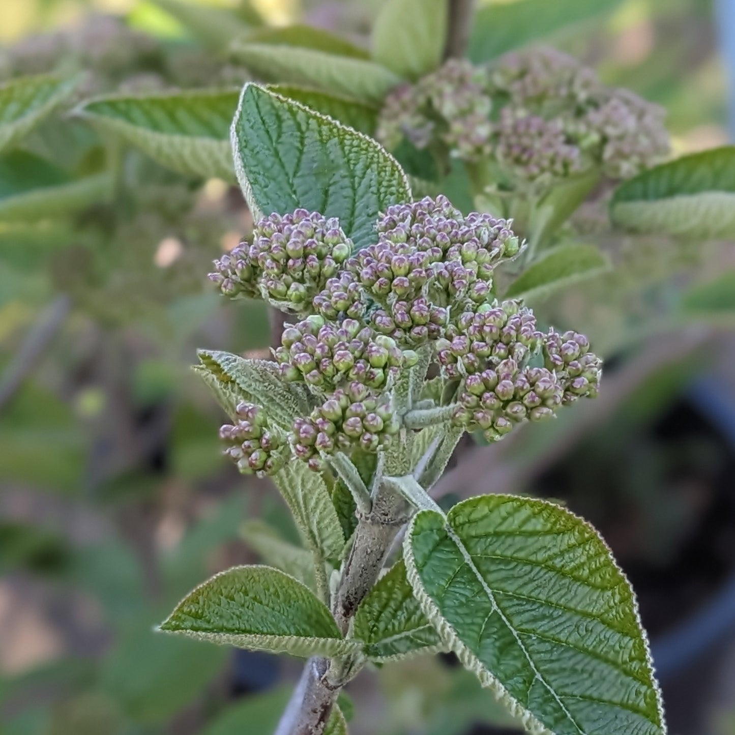 Mohican Viburnum
