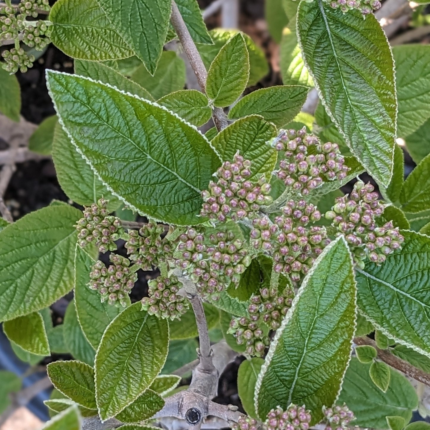 Mohican Viburnum