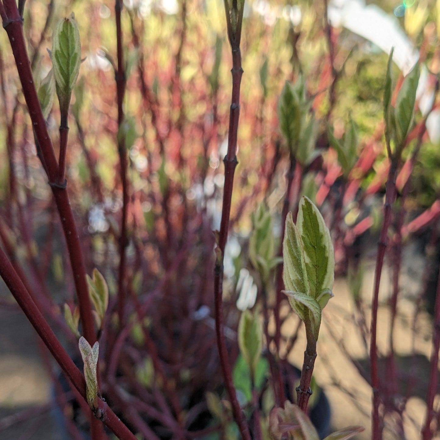 Ivory Halo Variegated Red-Stem Dogwood