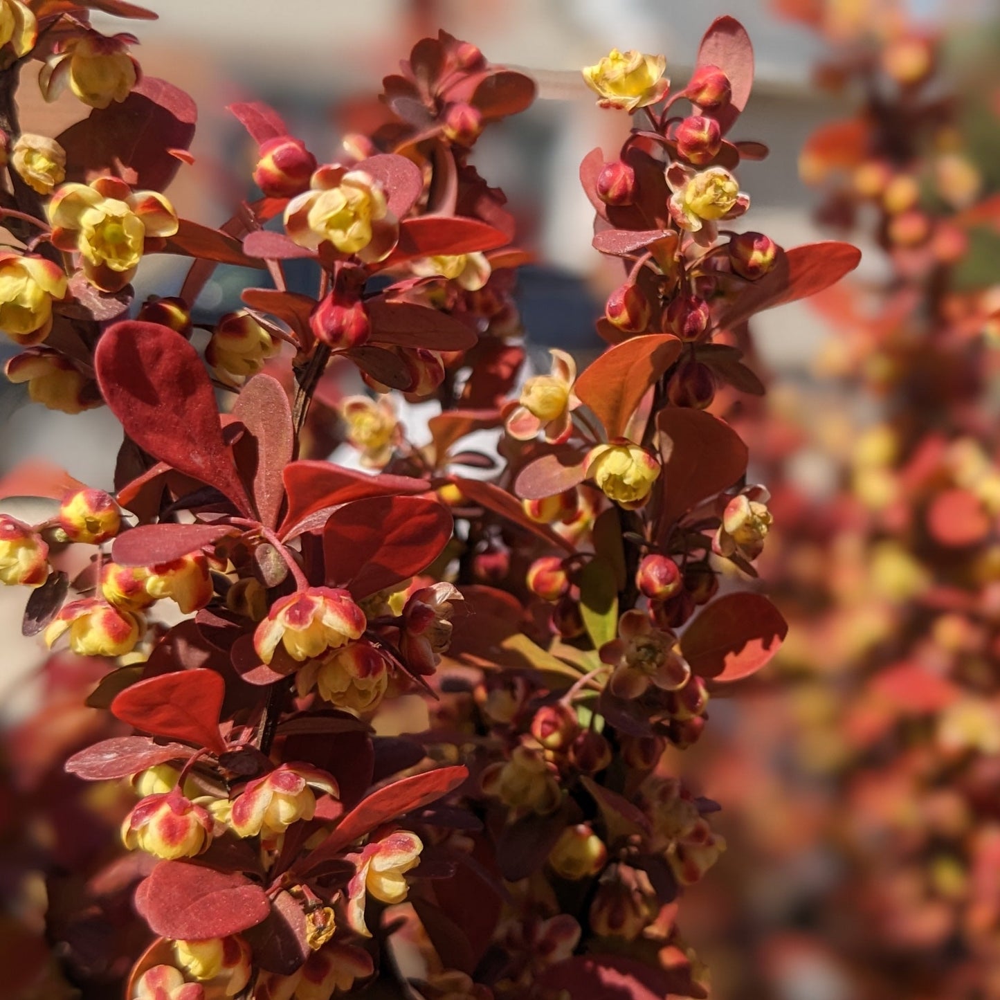 Orange Rocket Barberry