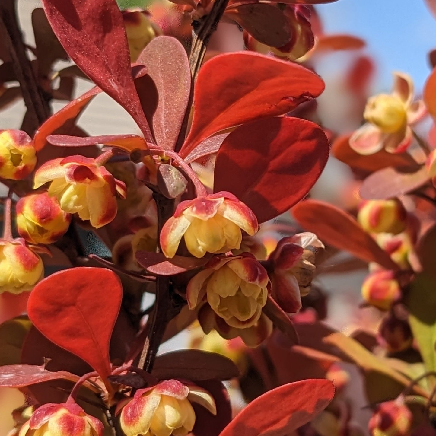 Orange Rocket Barberry