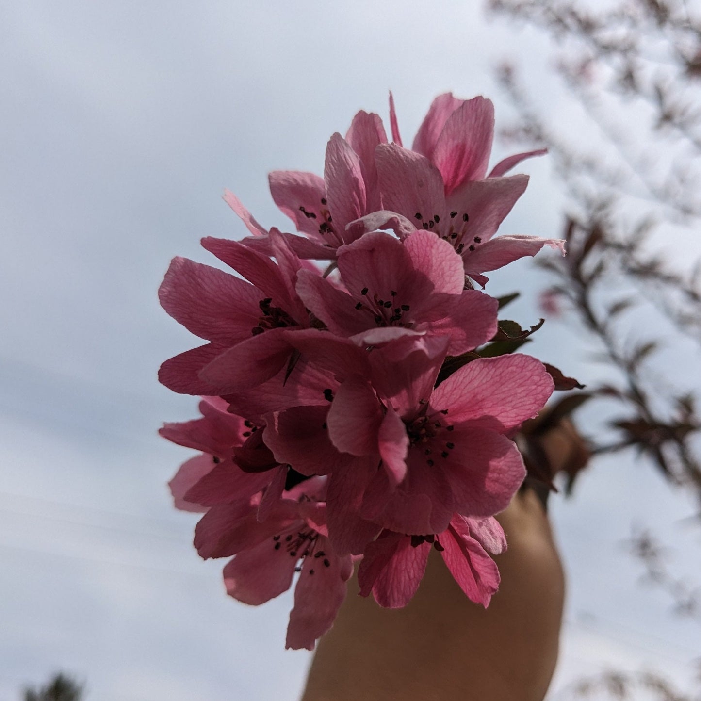 Show Time Crabapple