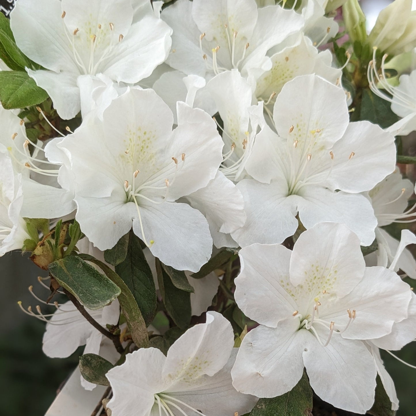 Delaware Valley White Azalea