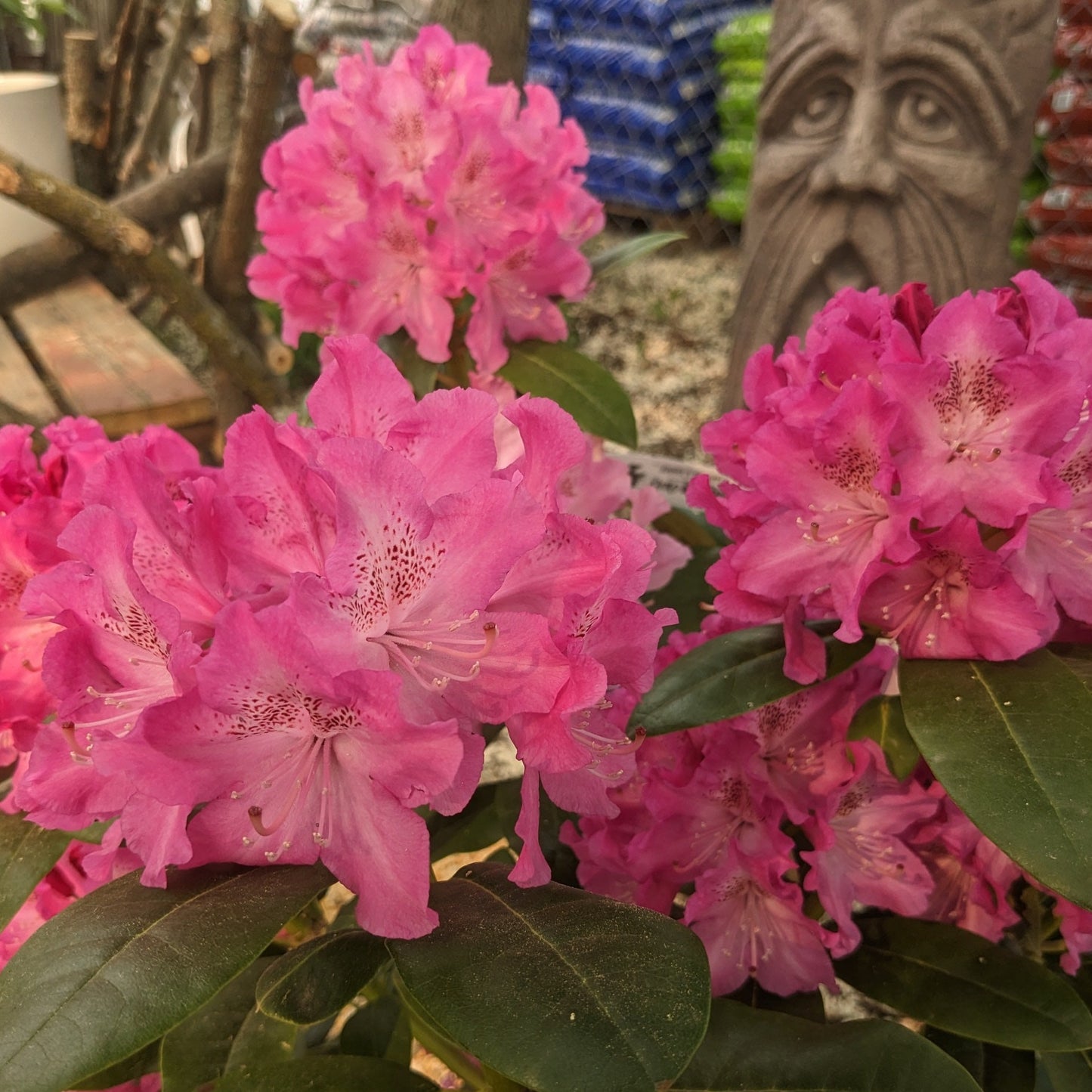 Assorted Rhododendron