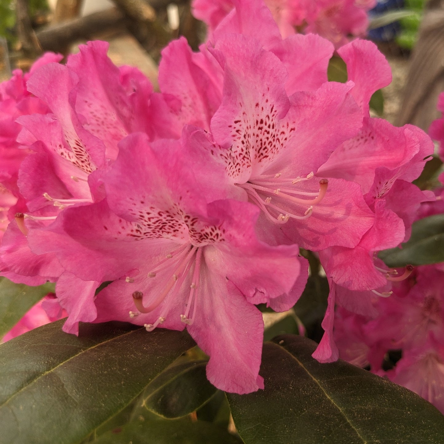 Assorted Rhododendron