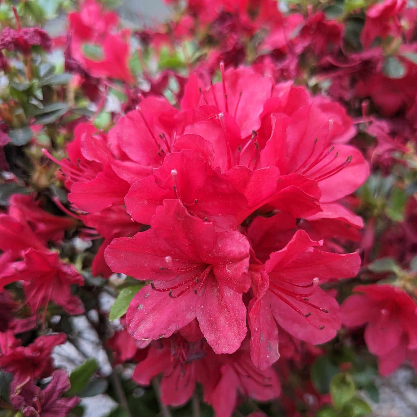 Hinode-Giri Azalea