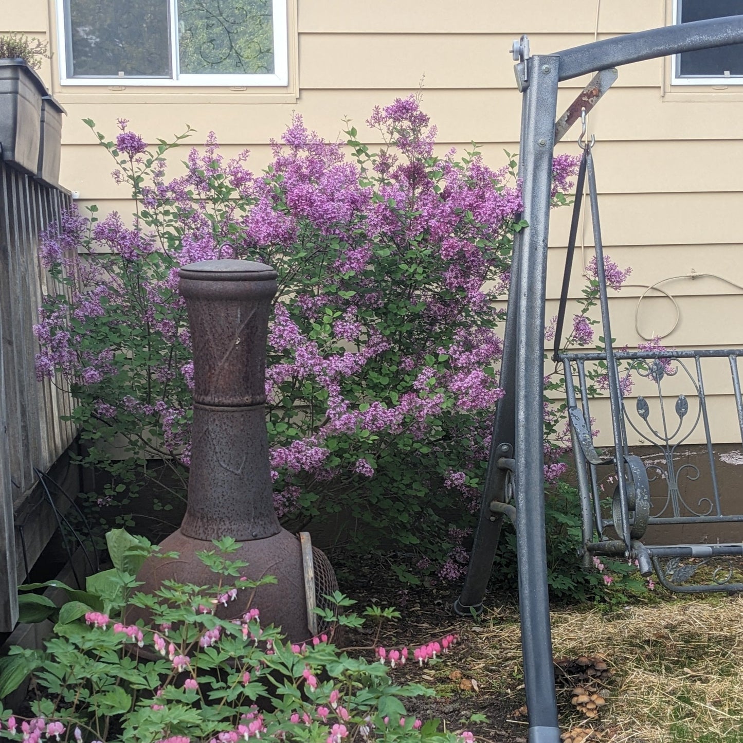 Bloomerang Dark Purple Lilac