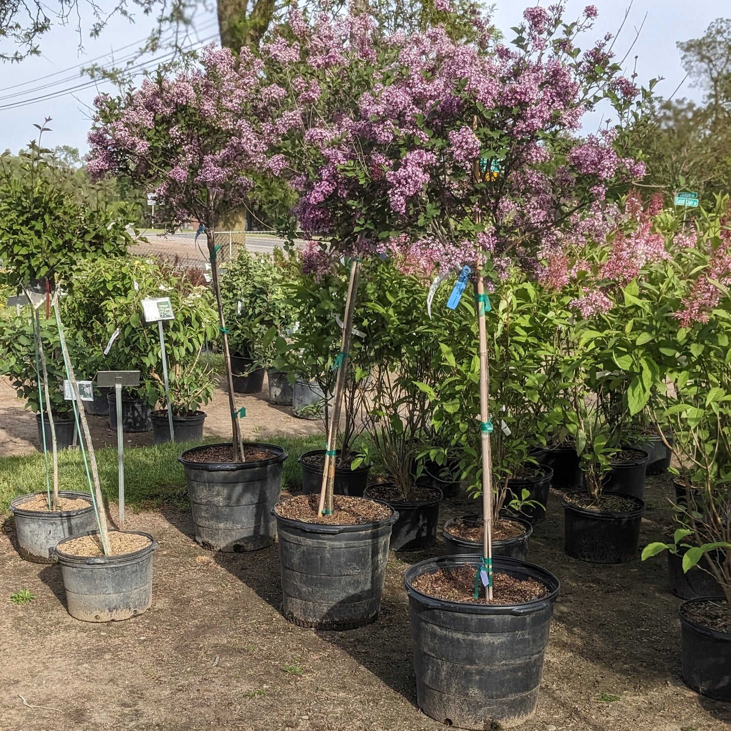 Dwarf Korean Lilac Tree
