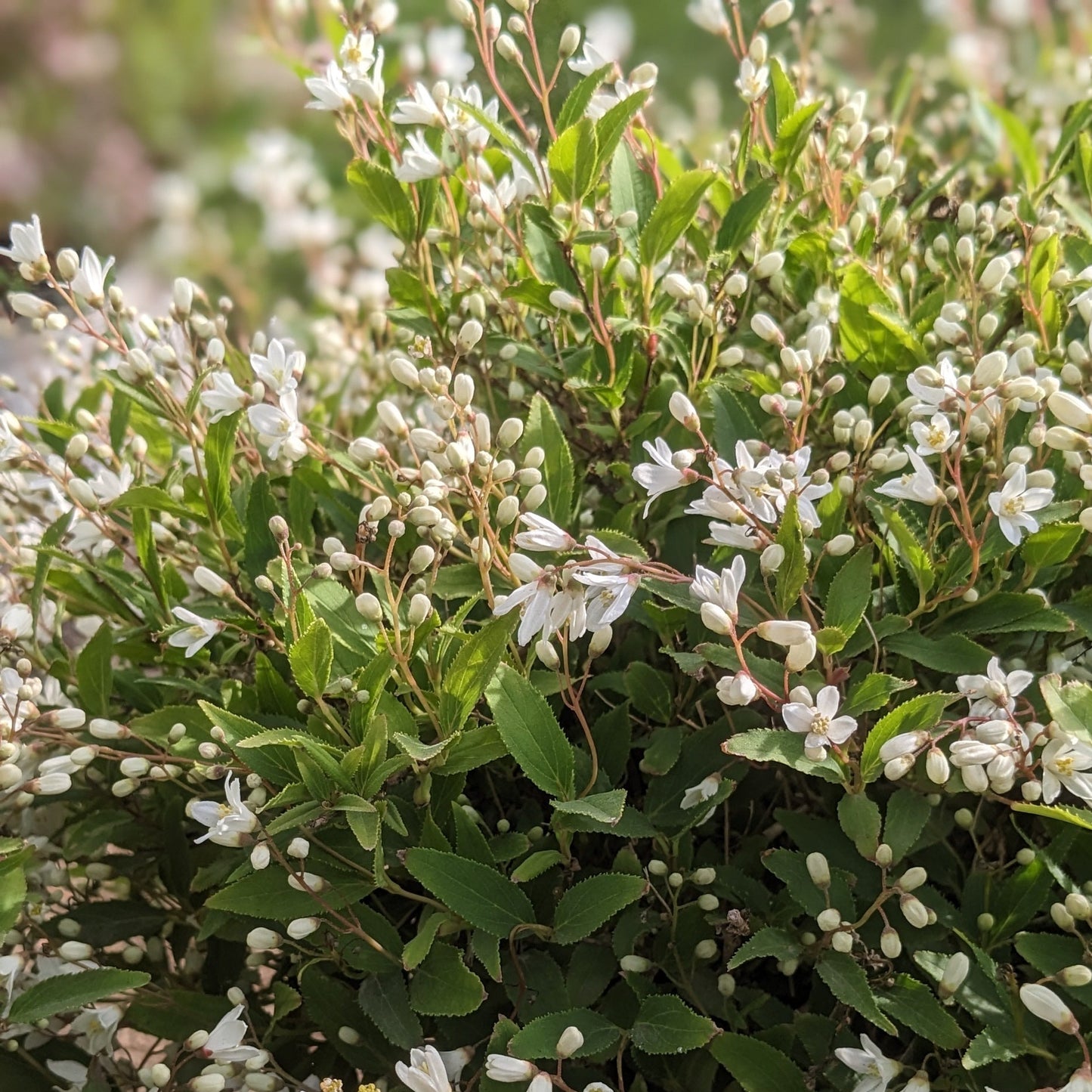 Nikko Deutzia