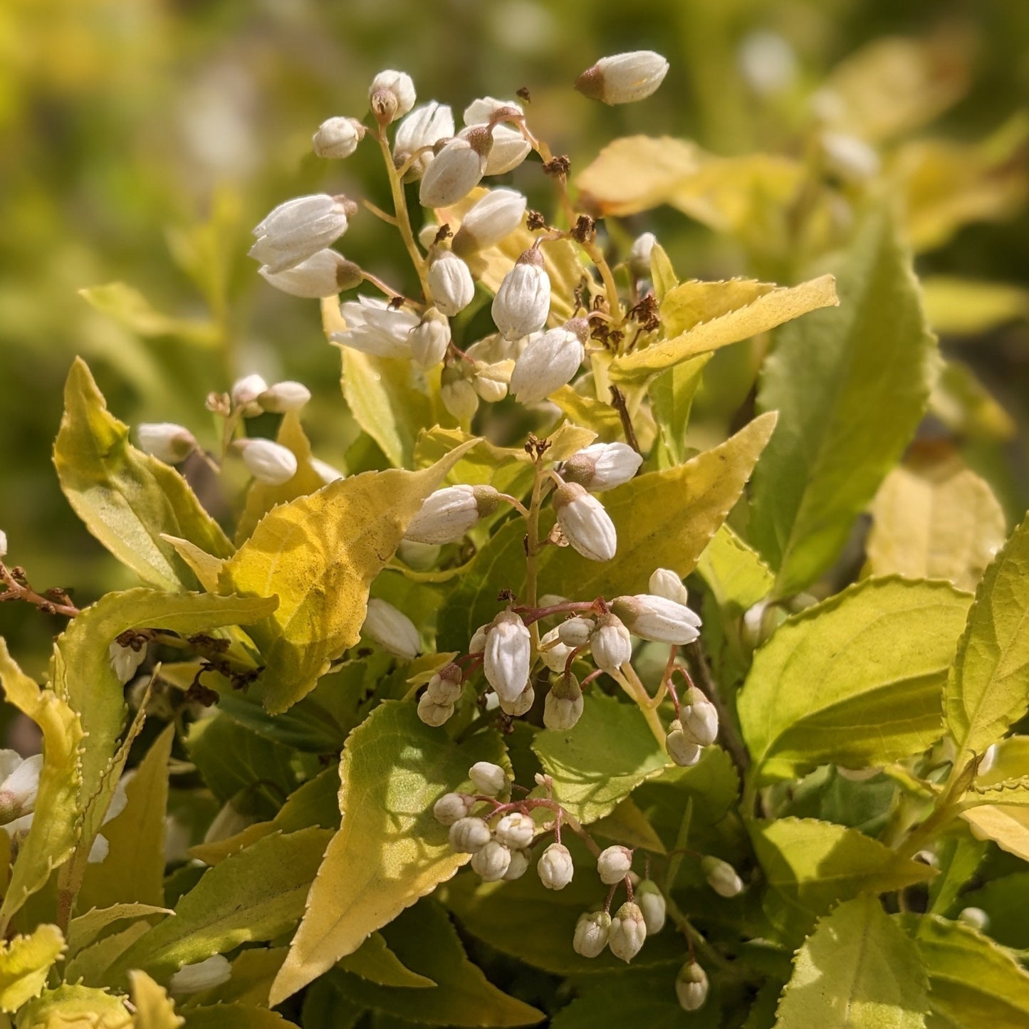 Chardonnay Pearls Dwarf Deutzia