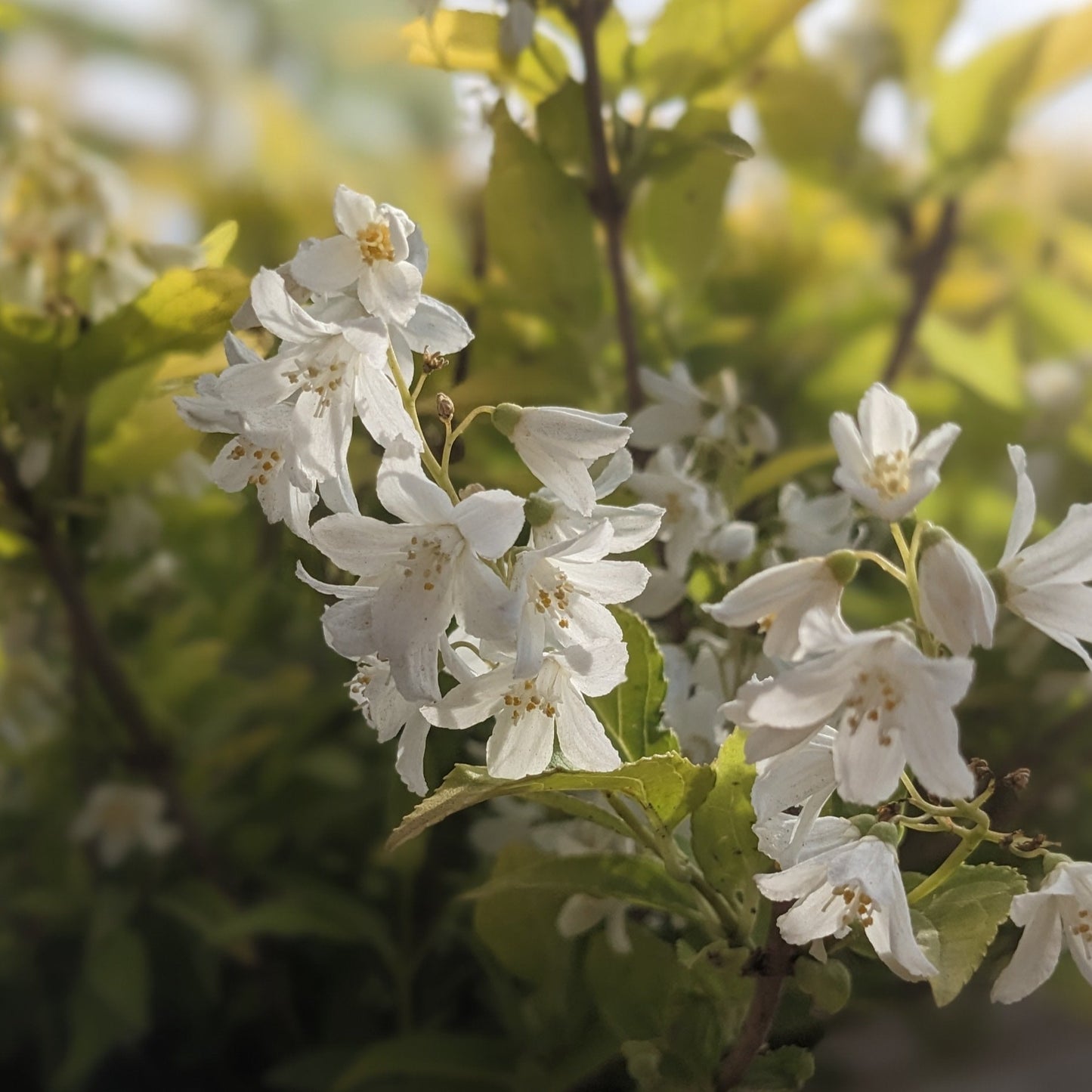 Chardonnay Pearls Dwarf Deutzia