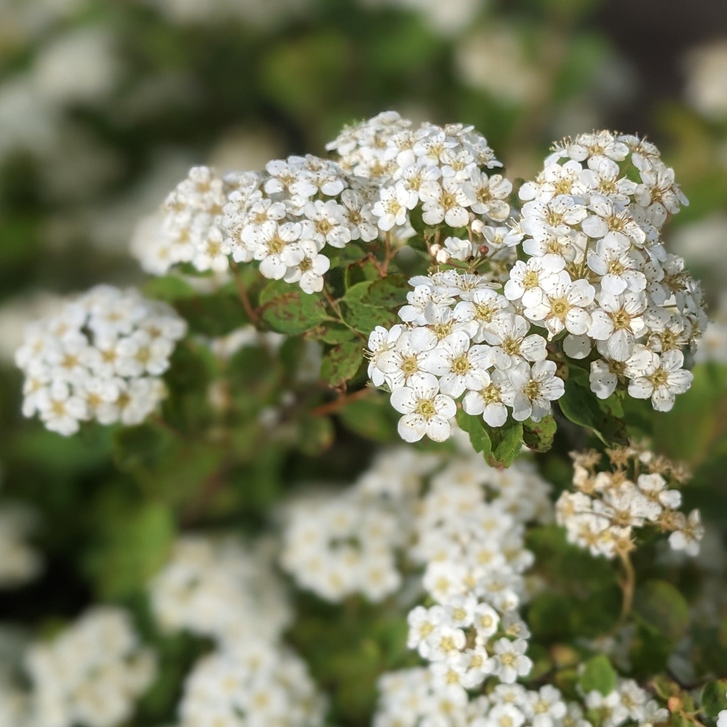 Renaissance Spirea