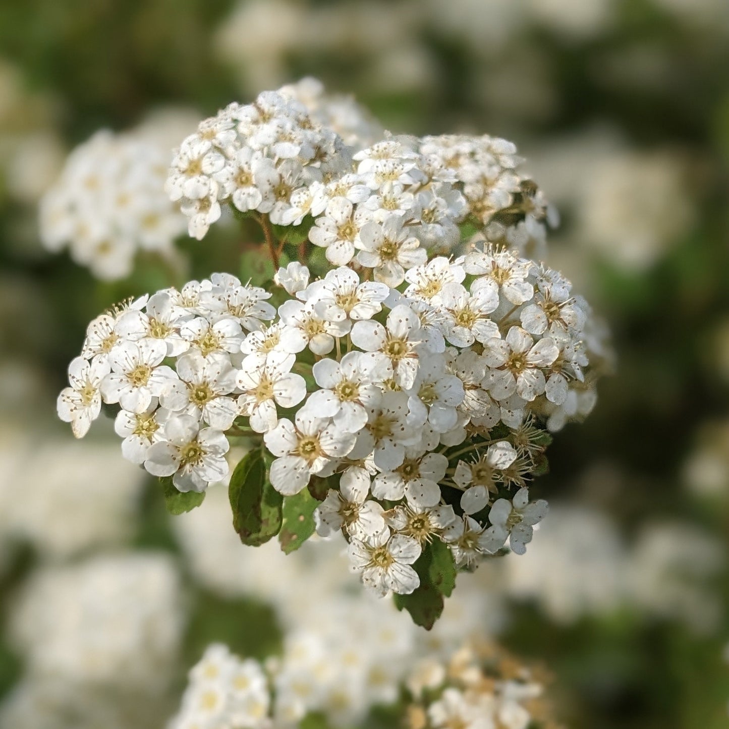 Renaissance Spirea