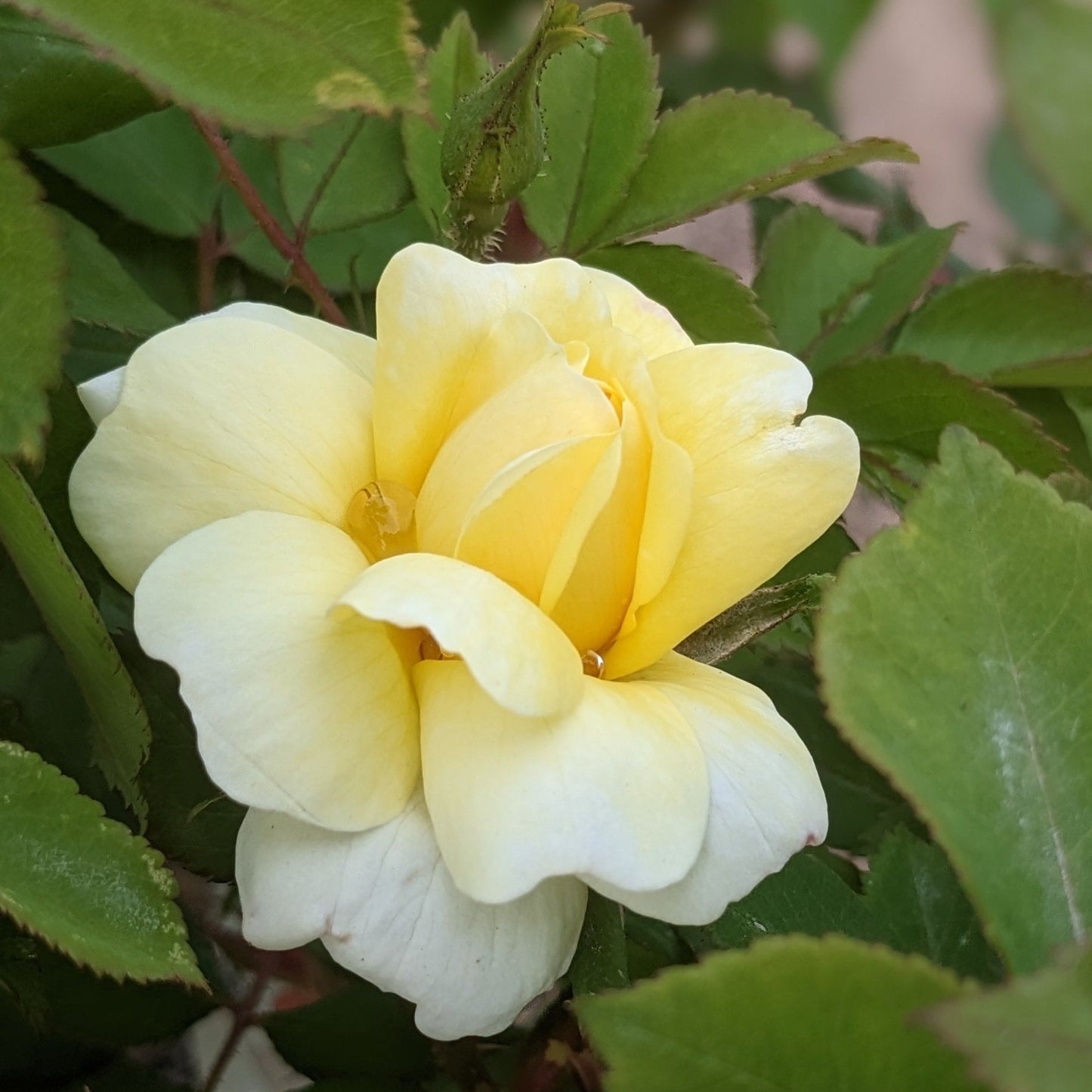 Sunny Knock Out Rose