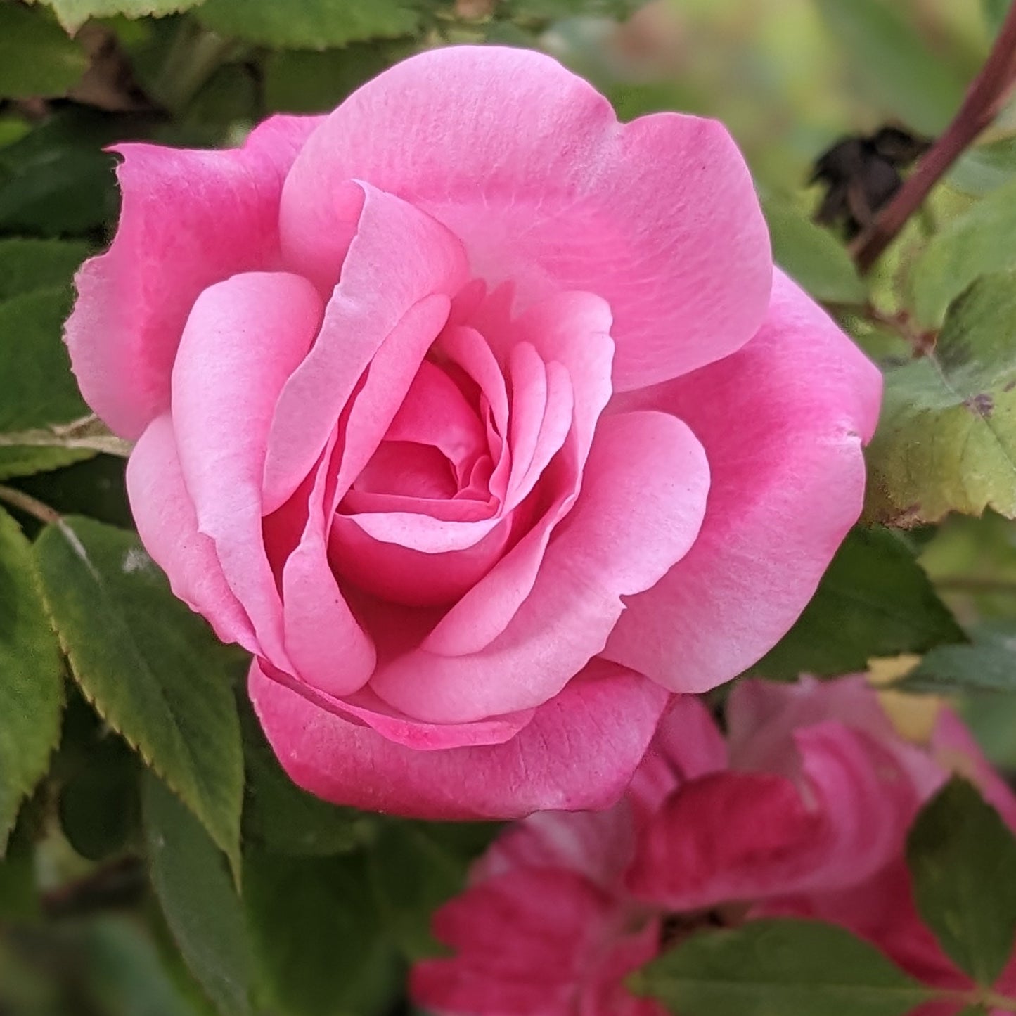 Pink Knock Out Rose