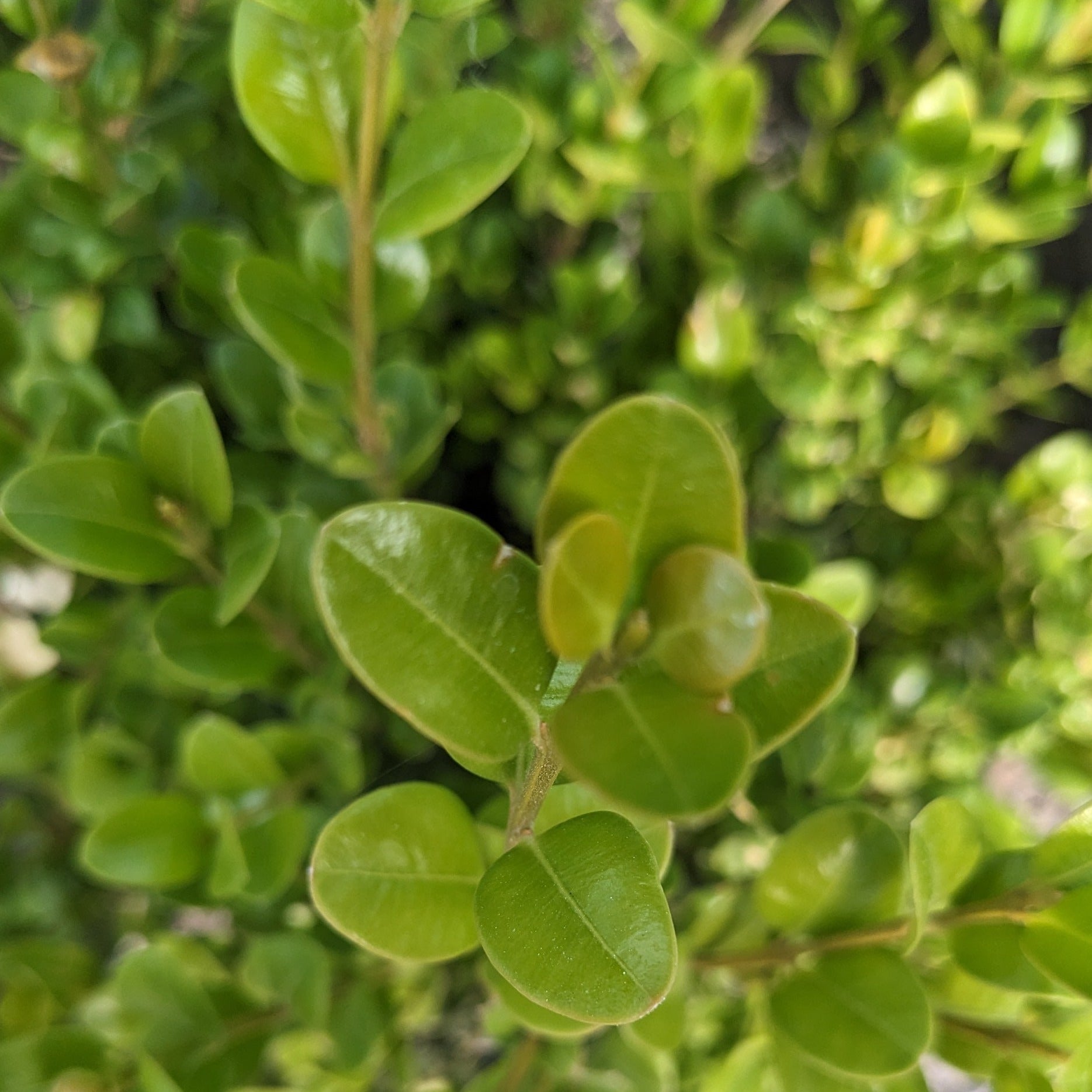 Winter Gem Boxwood – Auburn Oaks Garden Center