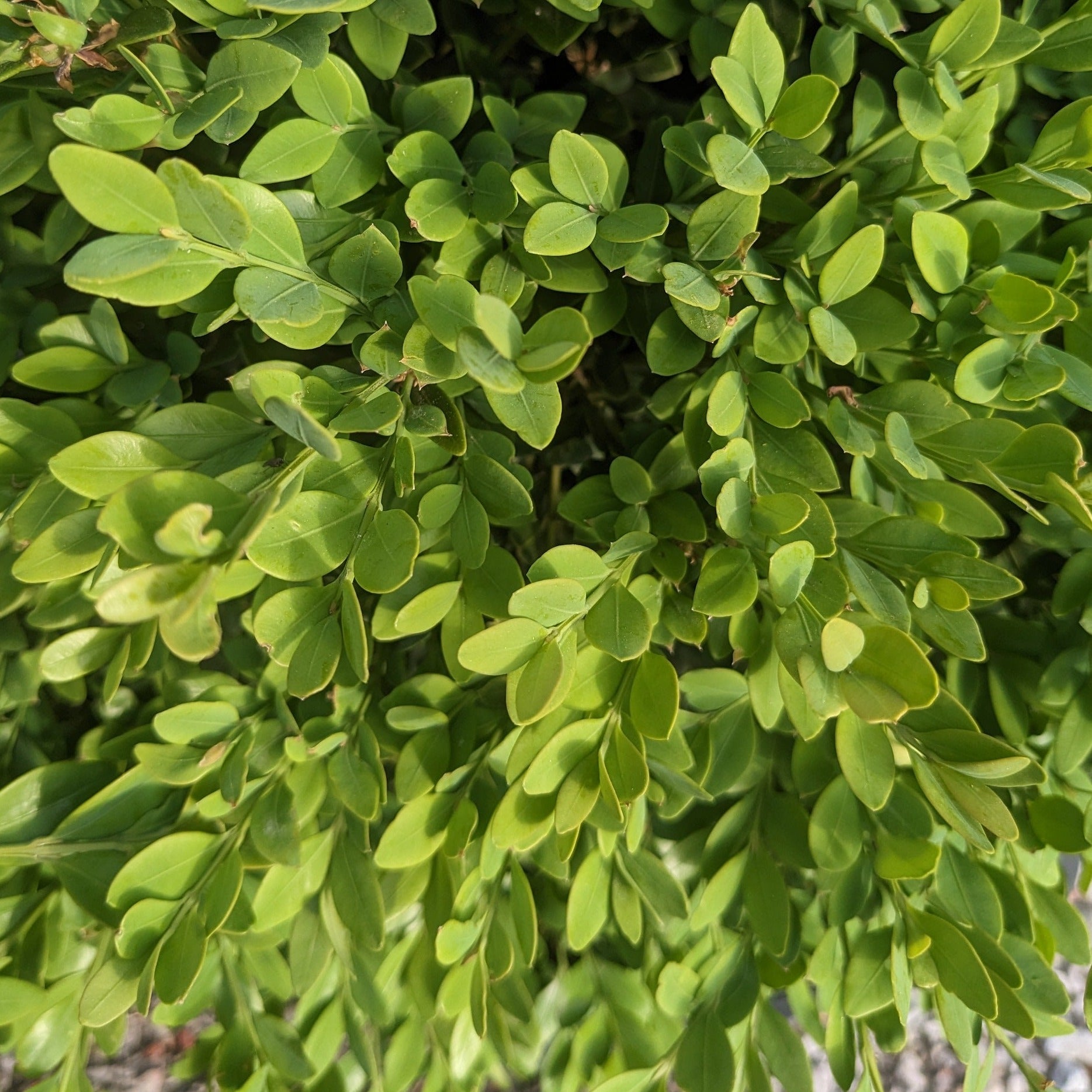 Green Velvet Boxwood – Auburn Oaks Garden Center