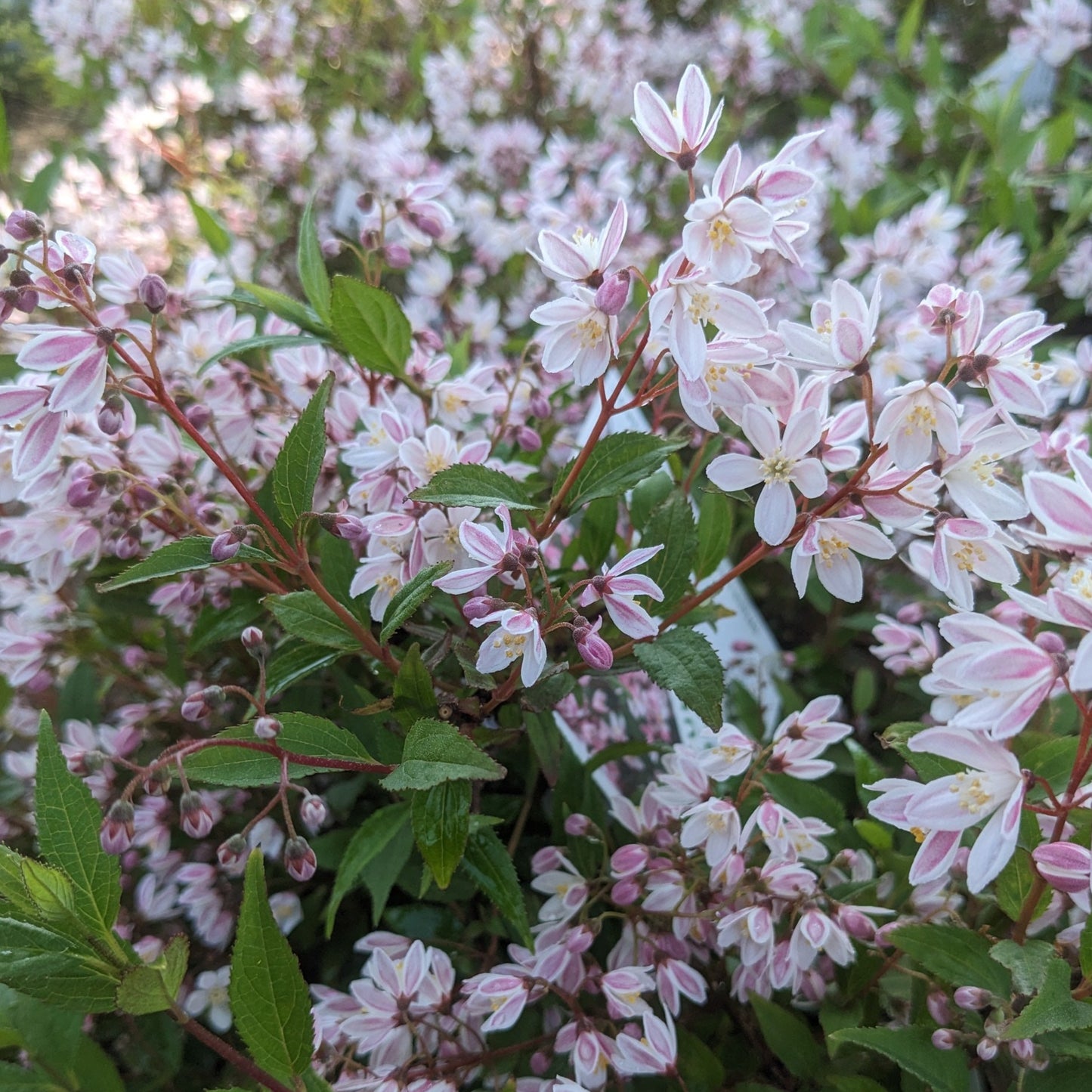 Yuki Cherry Blossom Deutzia