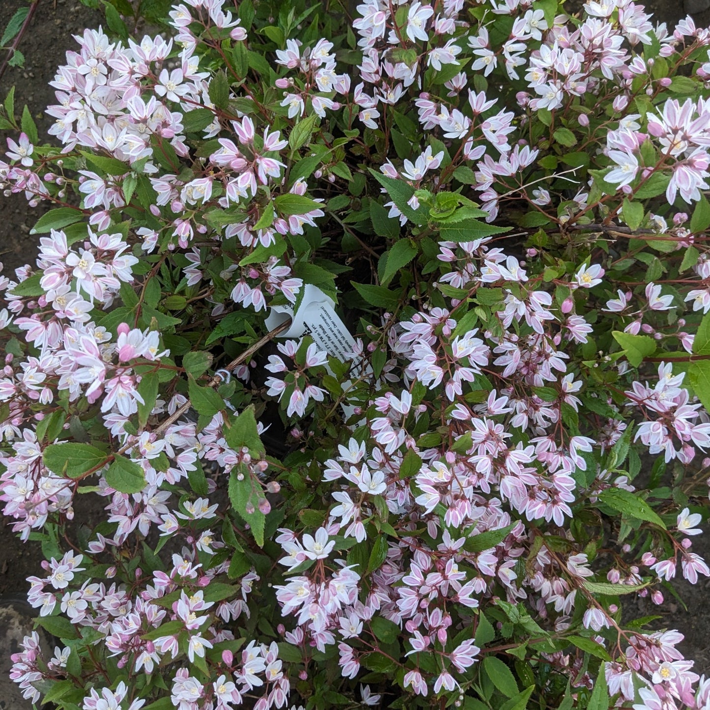 Yuki Cherry Blossom Deutzia