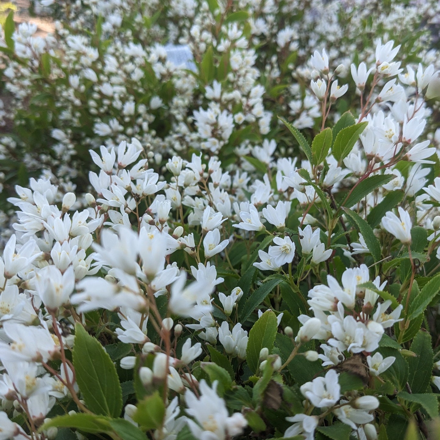 Nikko Deutzia