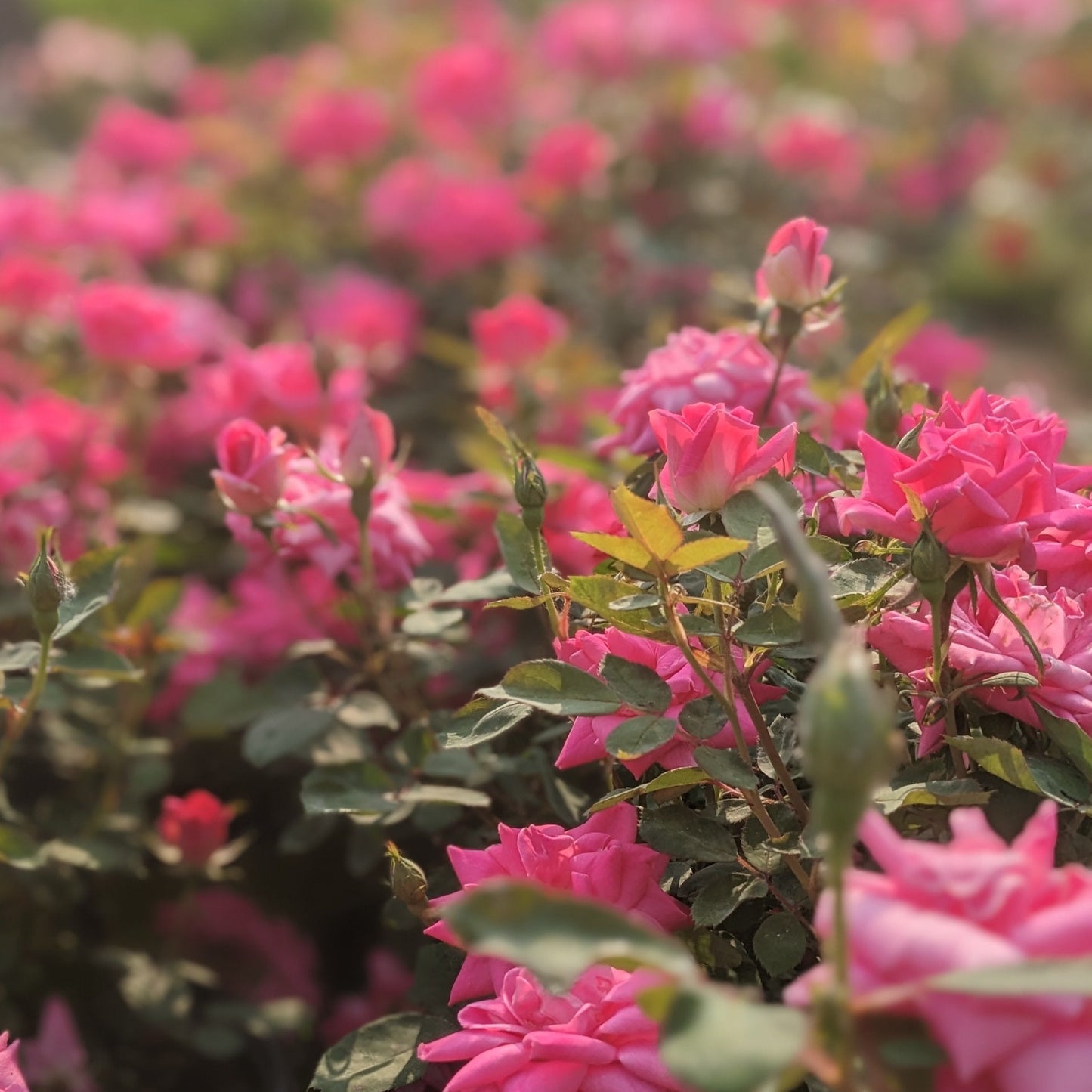 Pink Double Knock Out Rose