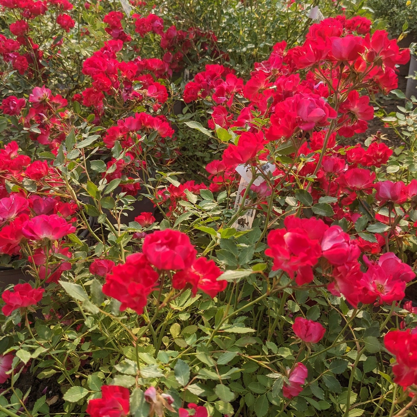 Red Drift Groundcover Rose