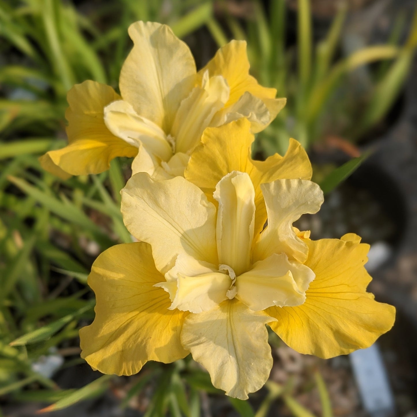 Sunfisher Iris