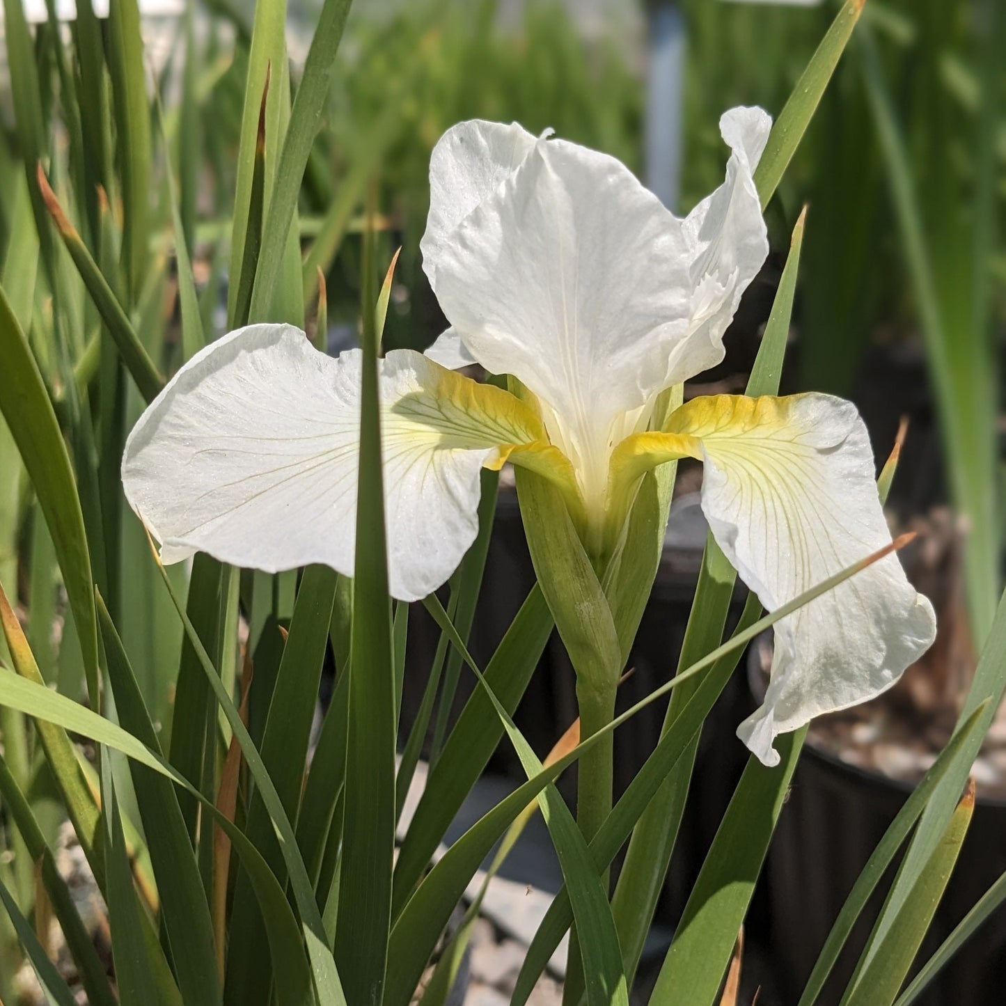Swans in Flight Siberian Iris