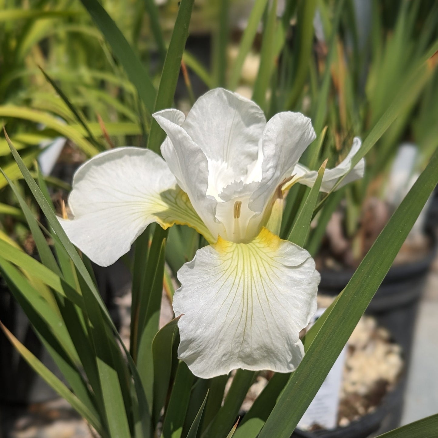Swans in Flight Siberian Iris