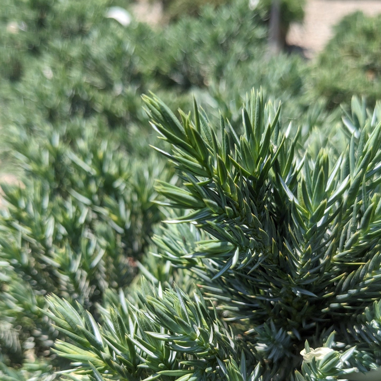 Blue Star Juniper
