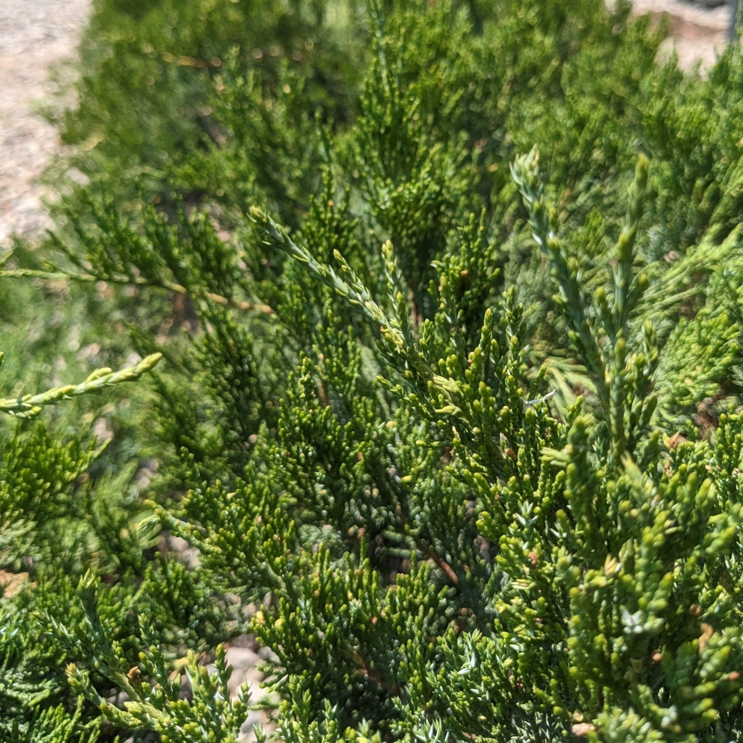 Broadmoor Juniper