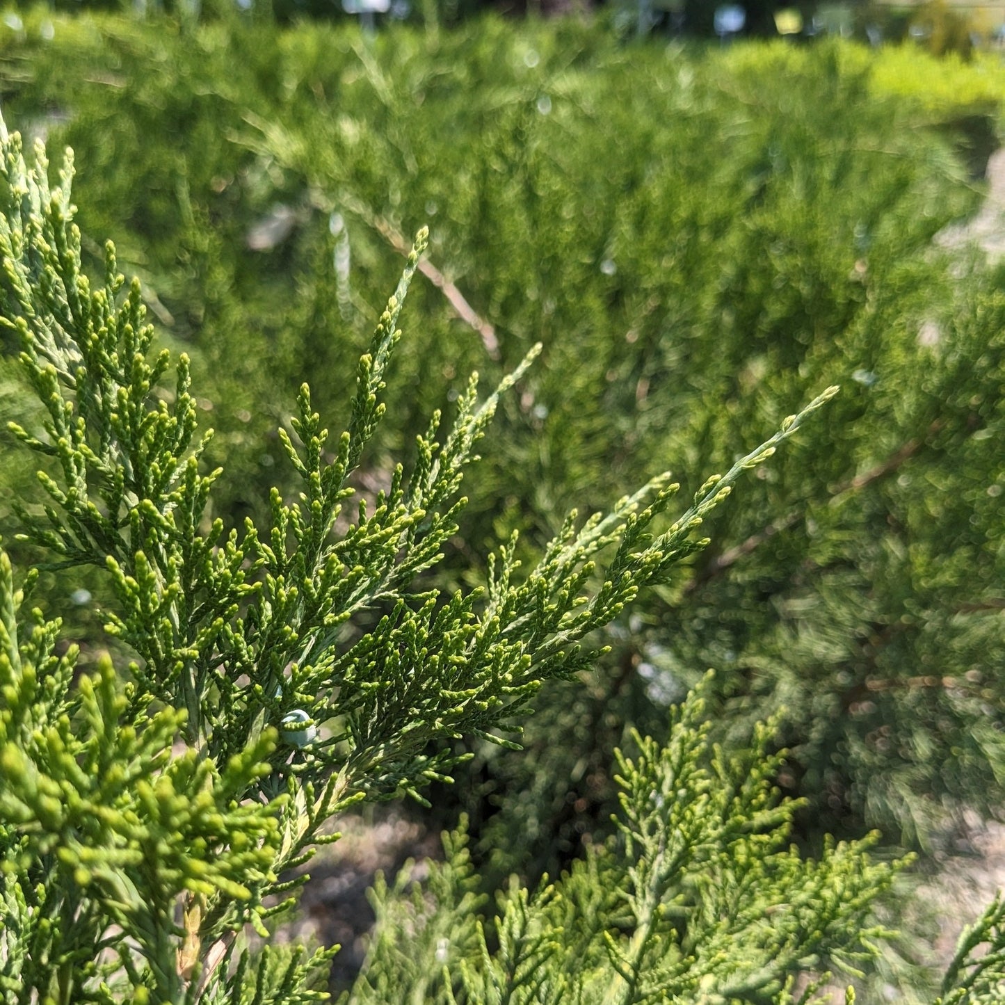 Sea Green Juniper