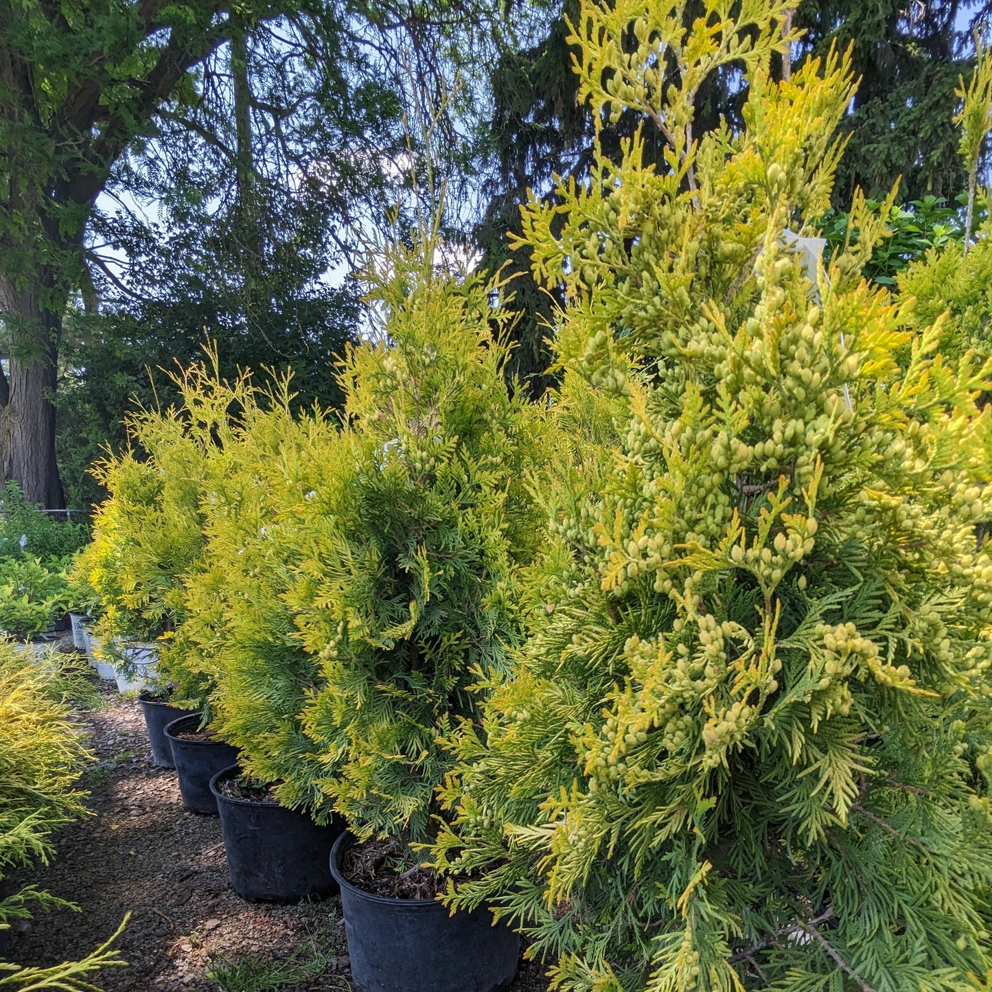 Yellow Ribbon Arborvitae