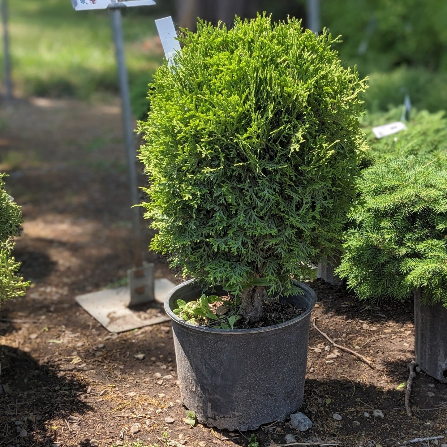 Little Giant Globe Arborvitae