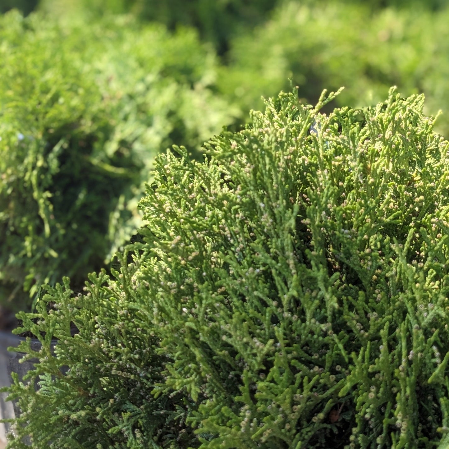 Hetz Midget Globe Arborvitae