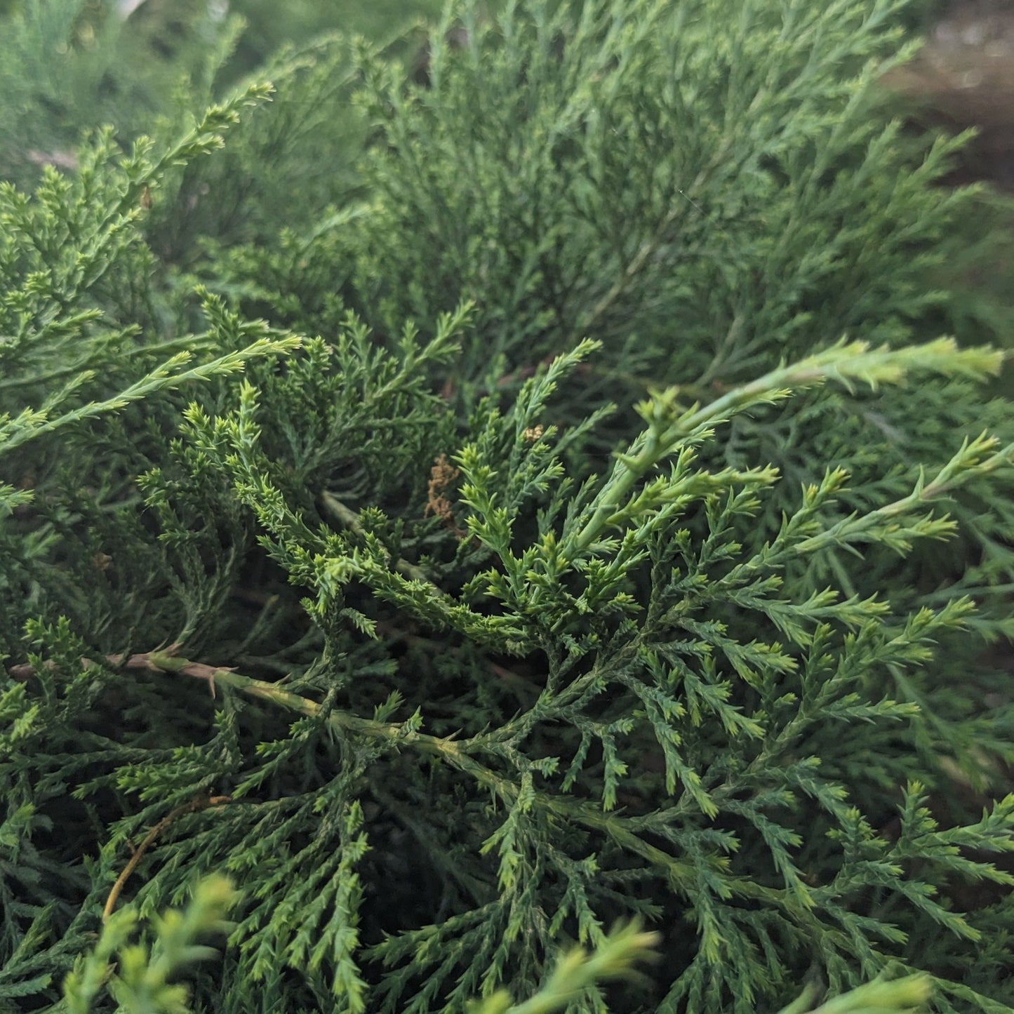 Siberian Cypress