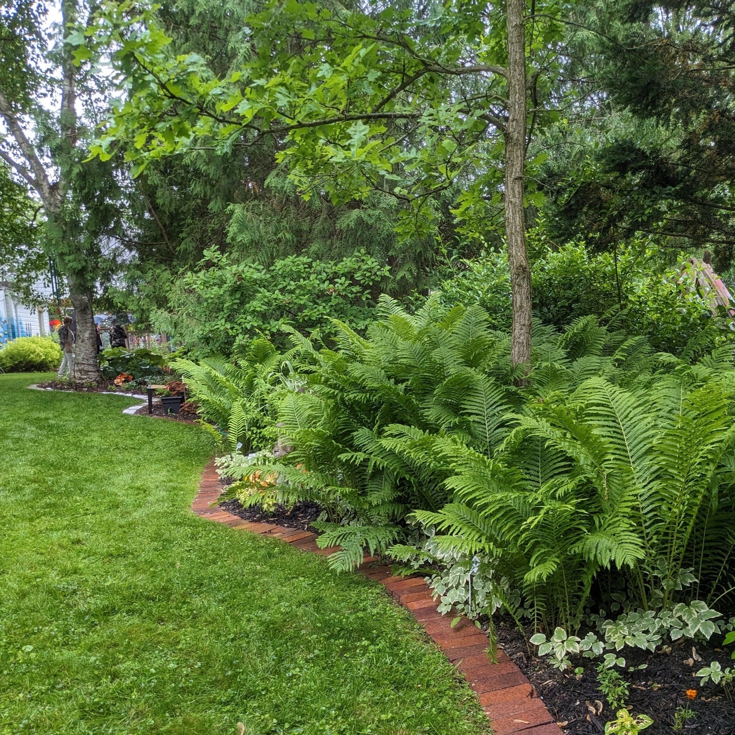 Ostrich Fern