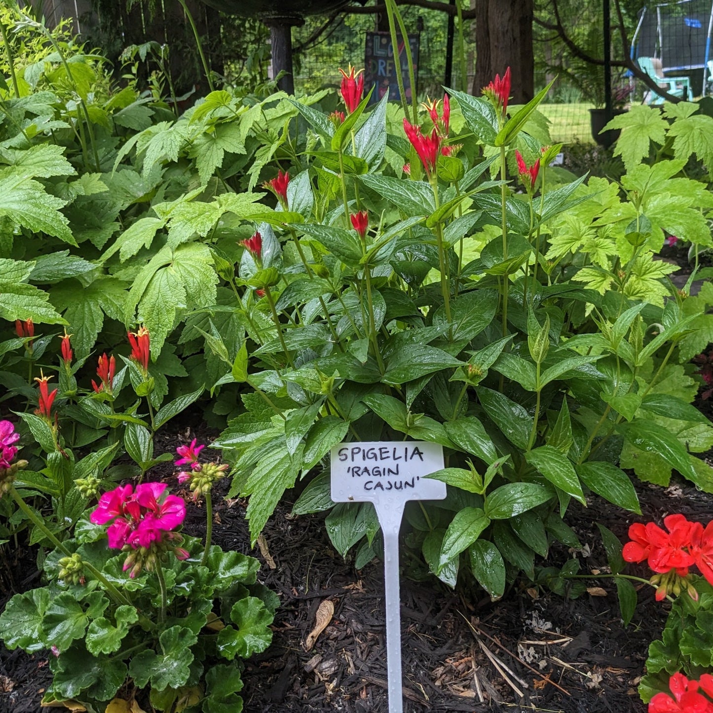 Little Red Head Spigelia