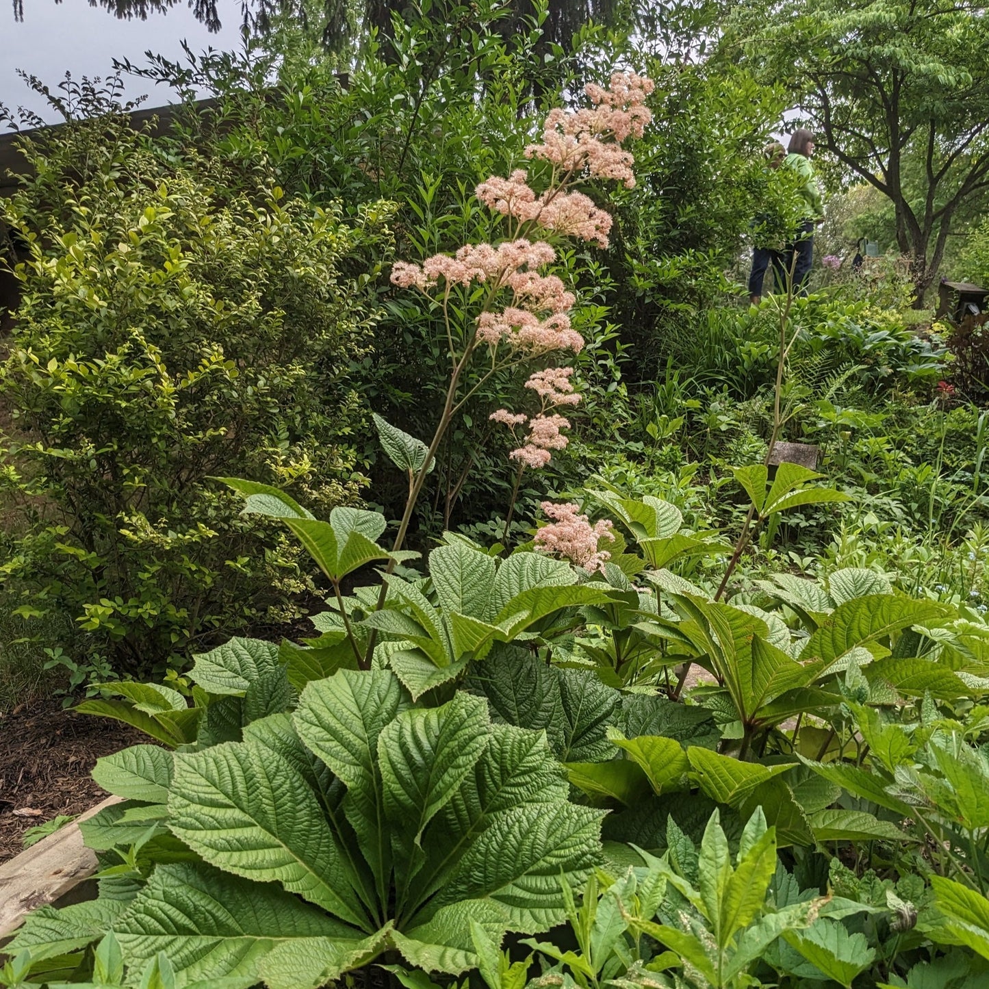 Fingerleaf Rodgersia
