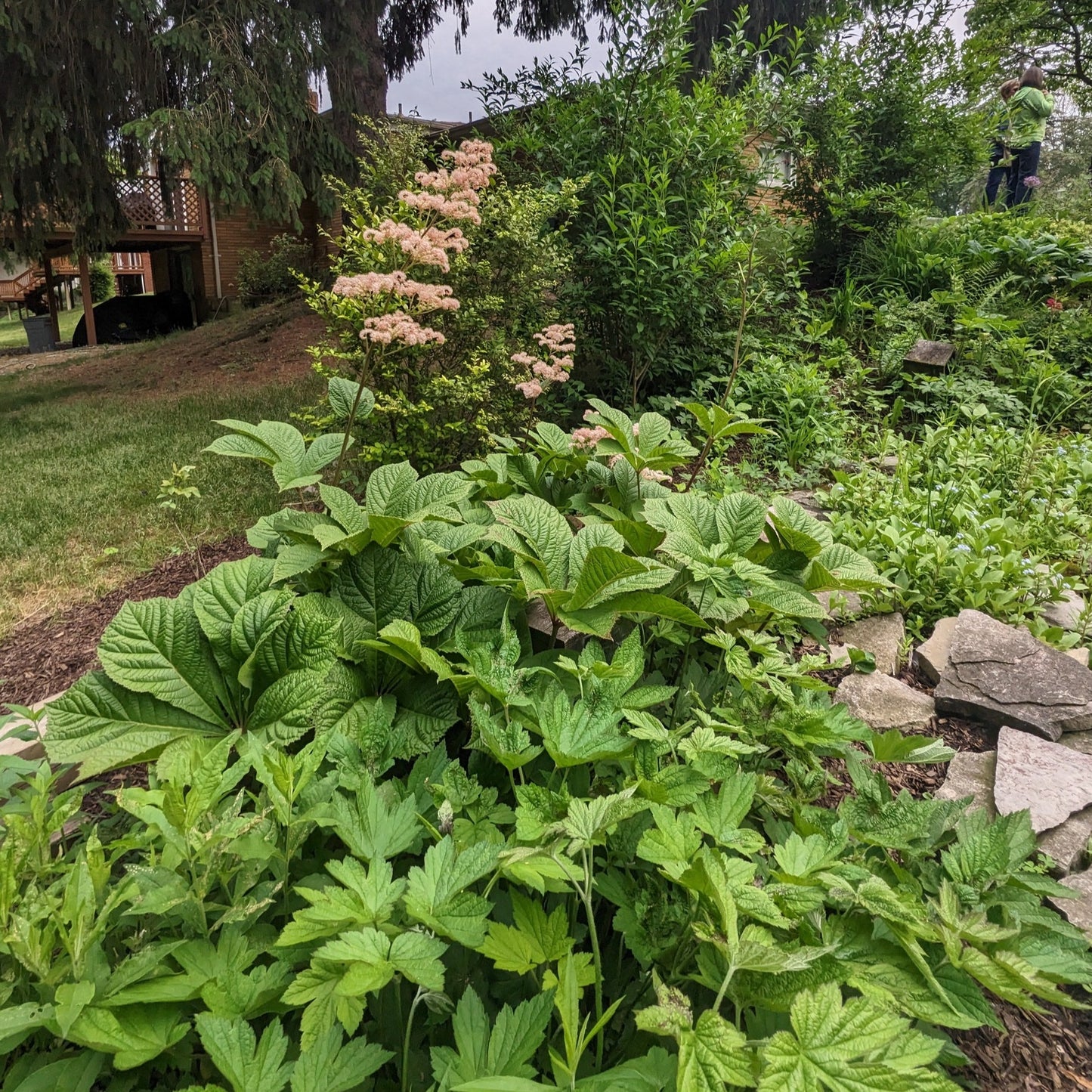 Fingerleaf Rodgersia