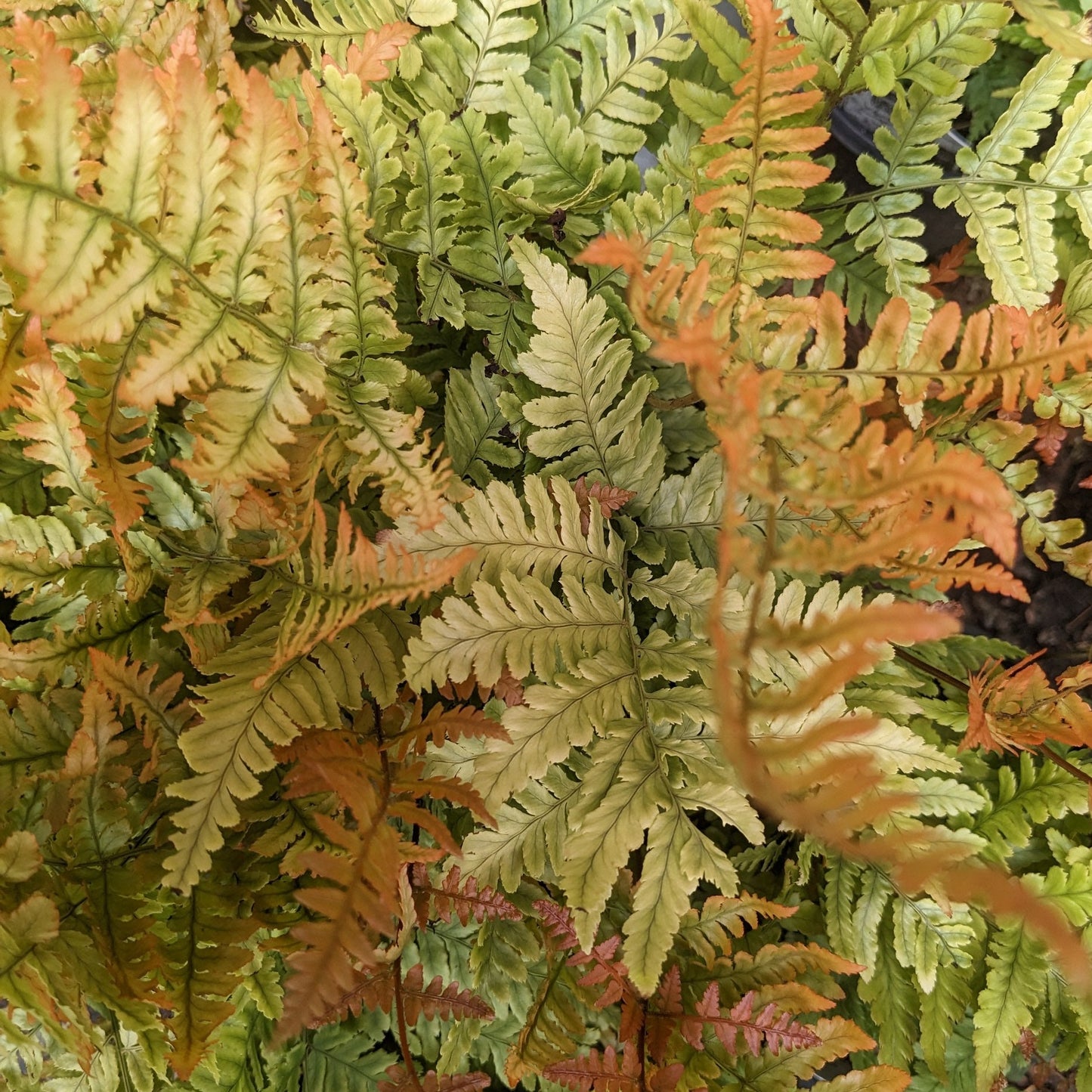 Brilliance Autumn Fern