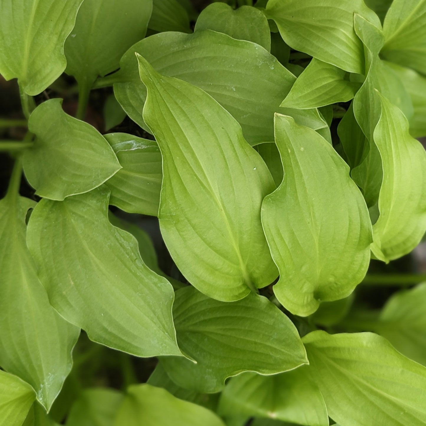 Honeybells Hosta