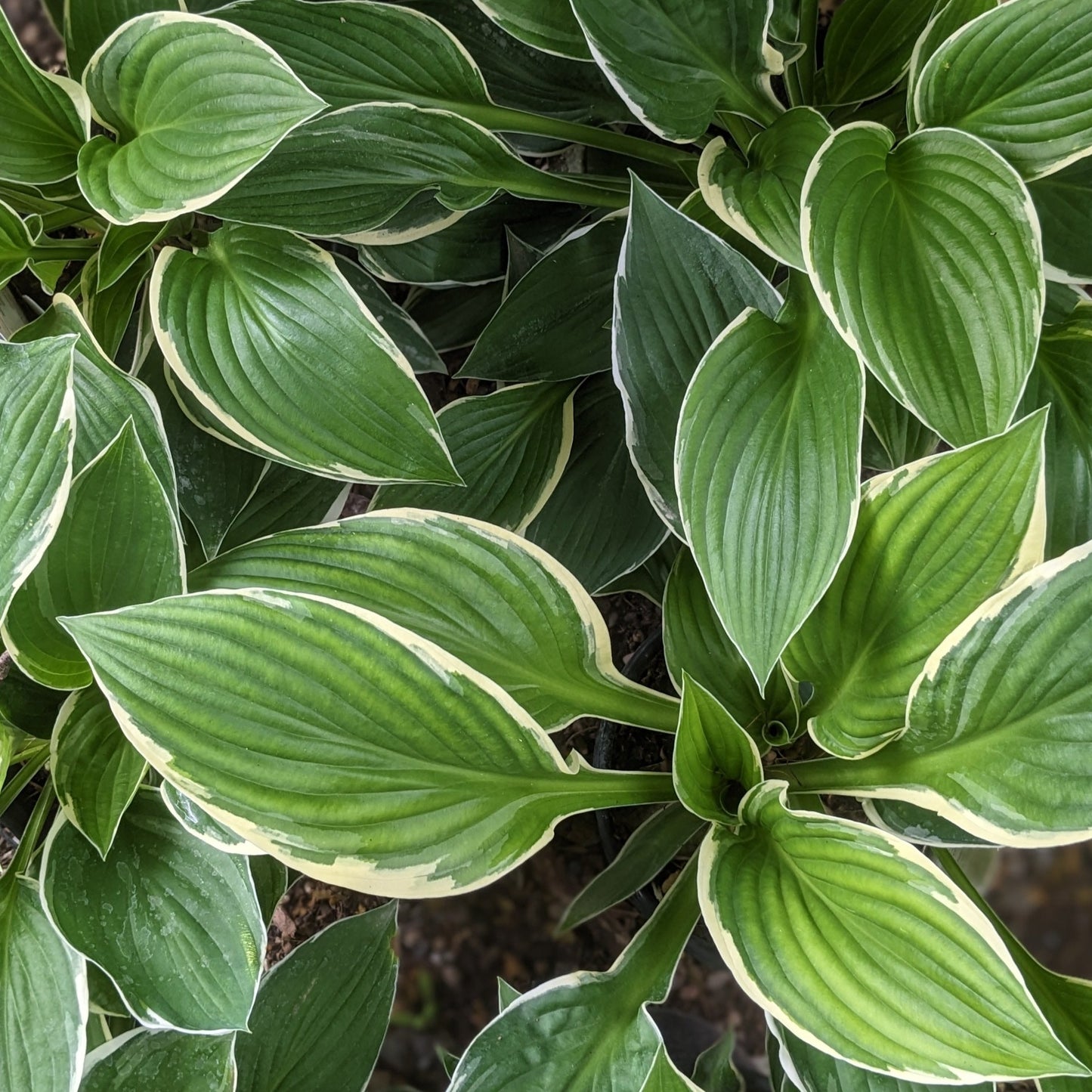 Francee Hosta