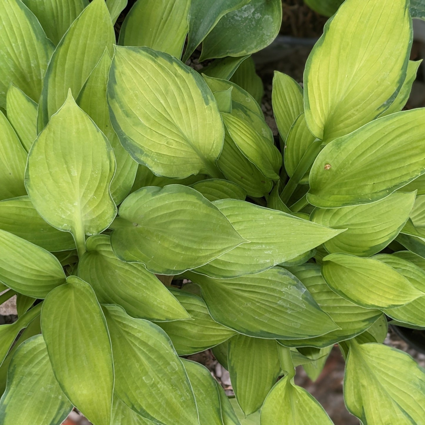 Gold Standard Hosta
