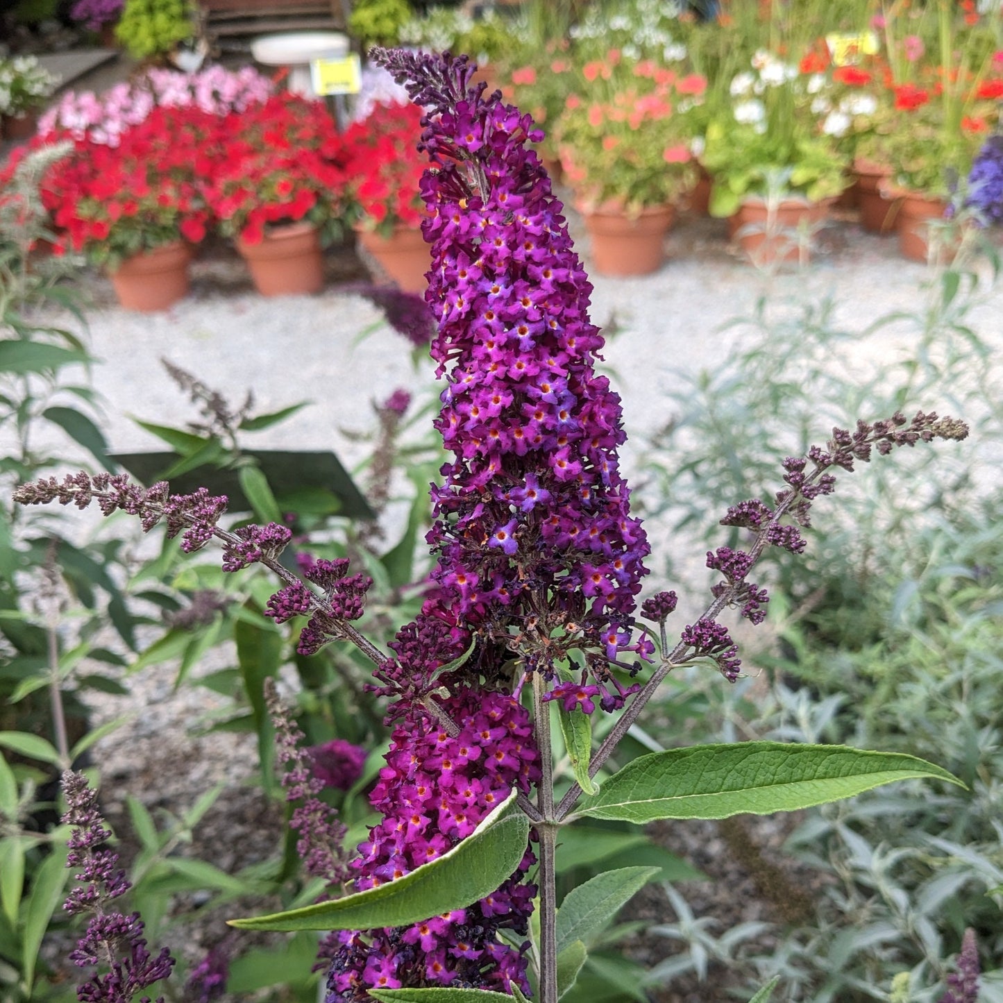 Magenta Munchkin Butterfly Bush